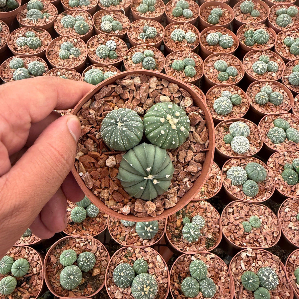 Astrophytum Asterias - Green Mist