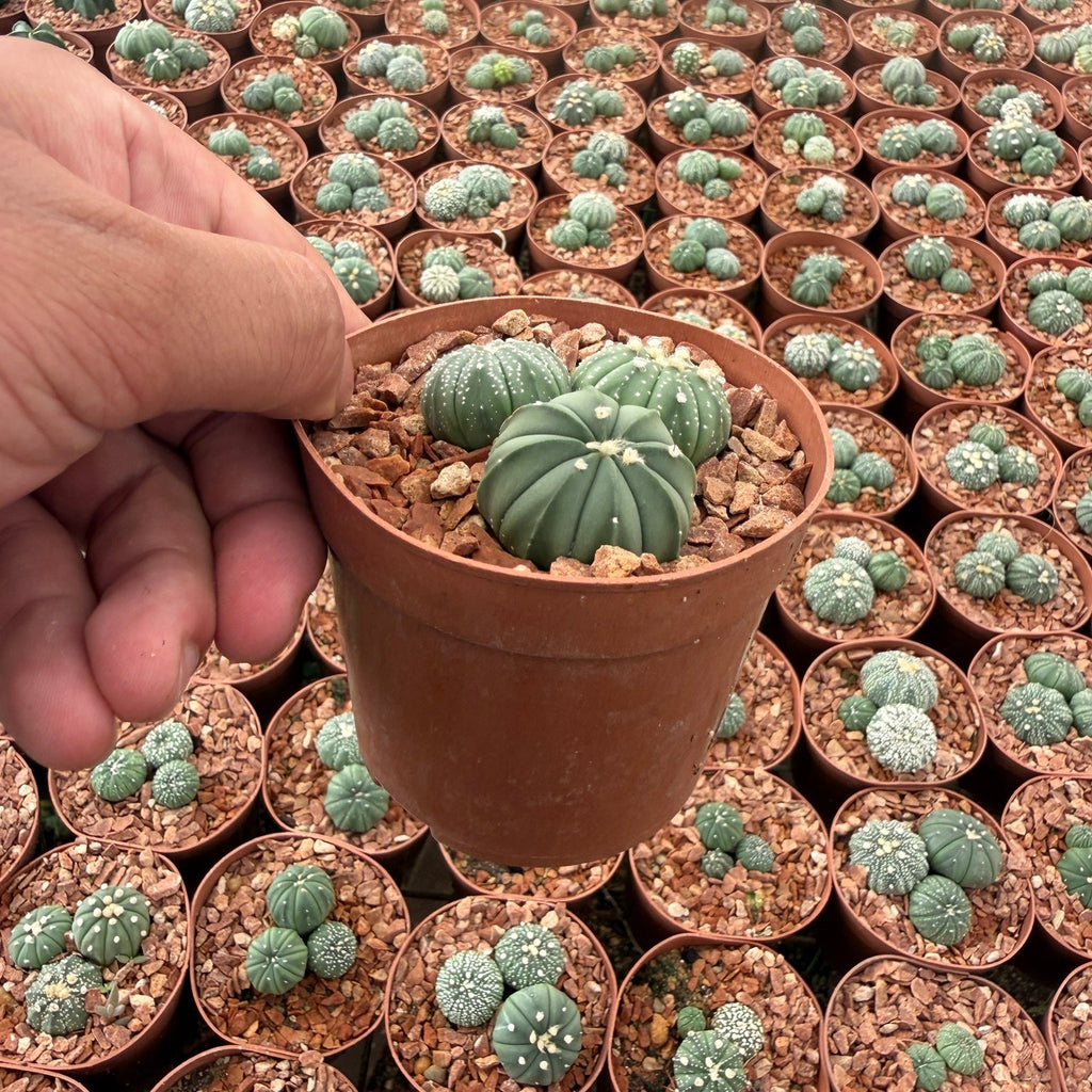 Astrophytum Asterias - Green Mist