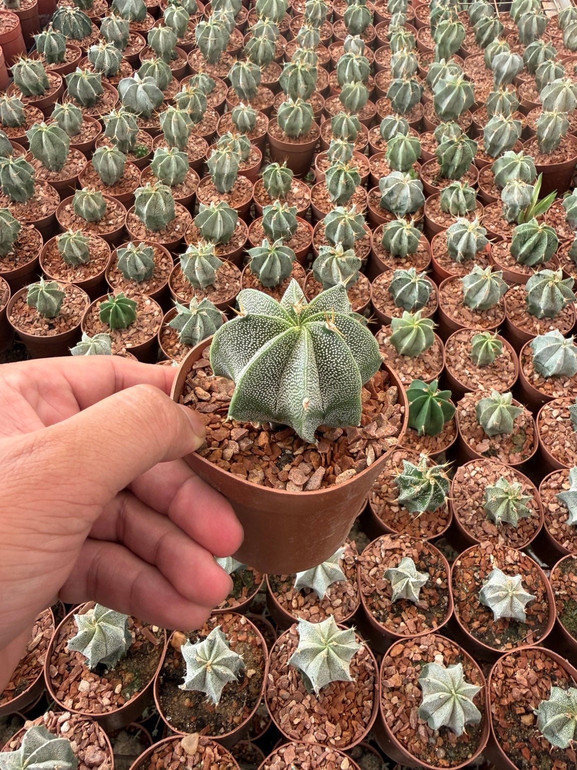 Astrophytum Ornatum - Green Mist