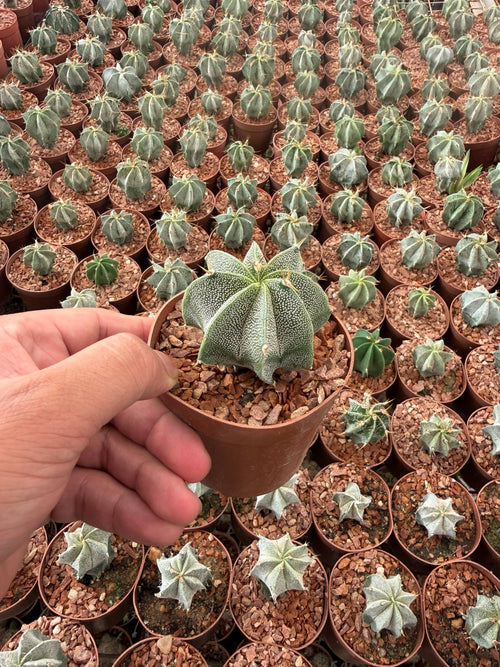 Astrophytum Ornatum - Green Mist