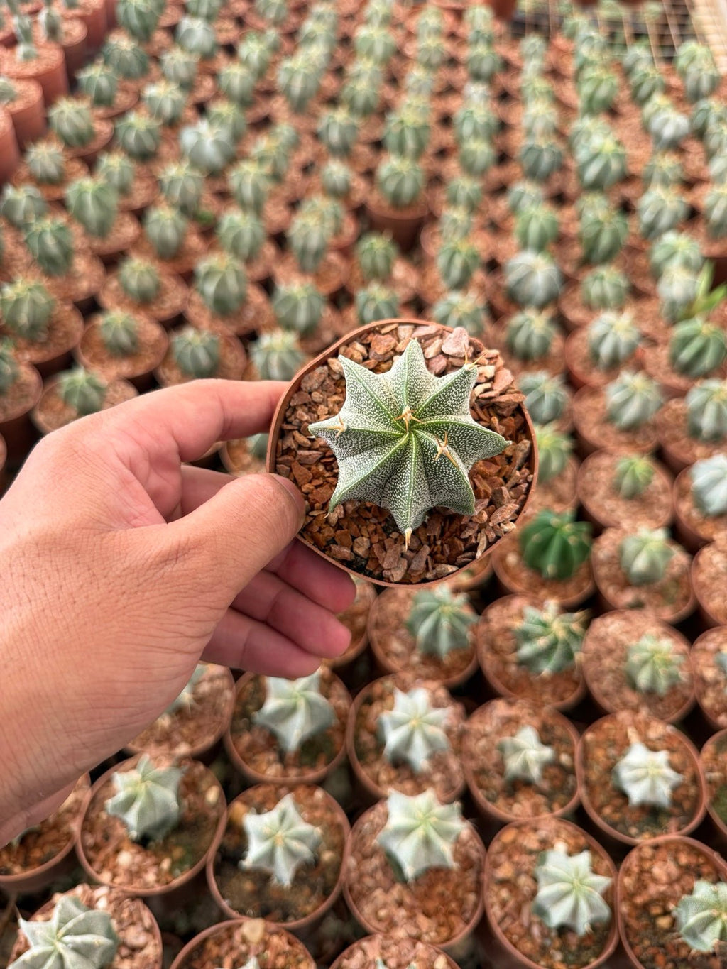 Astrophytum Ornatum - Green Mist