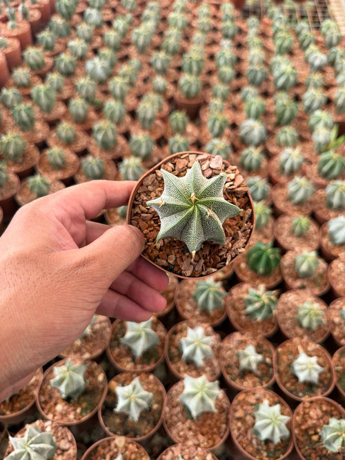 Astrophytum Ornatum - Green Mist