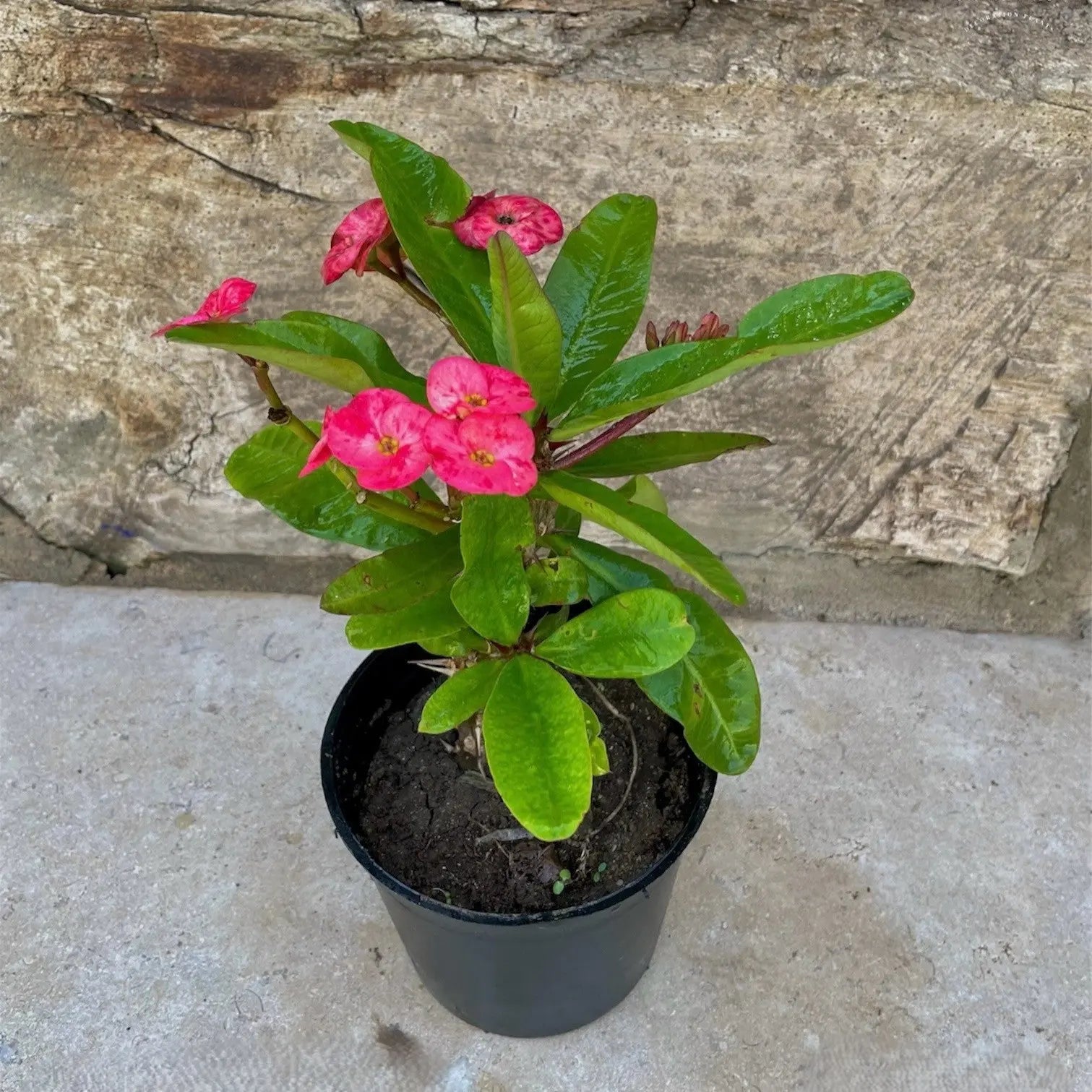 ايفوربيا - Green Mist