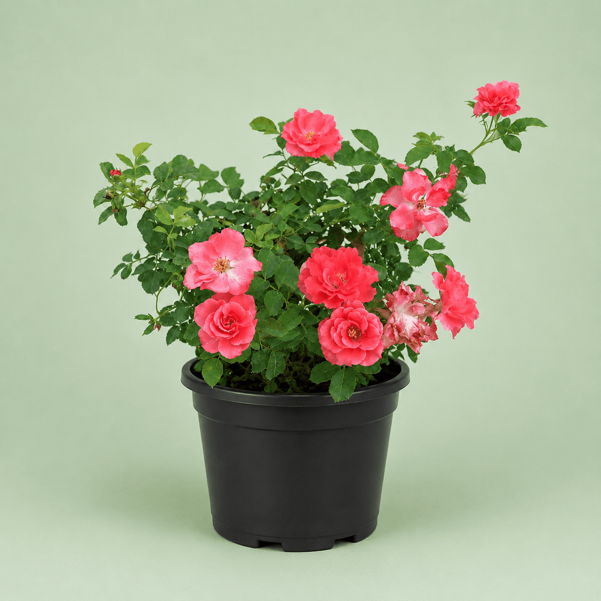 Baby Rosa - بيبي روز - Green Mist