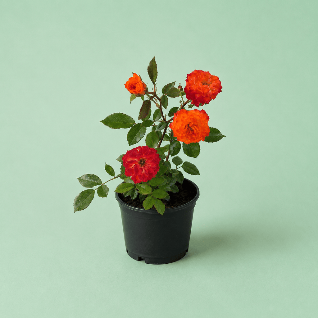 Baby Rosa - ورد ناري - Green Mist