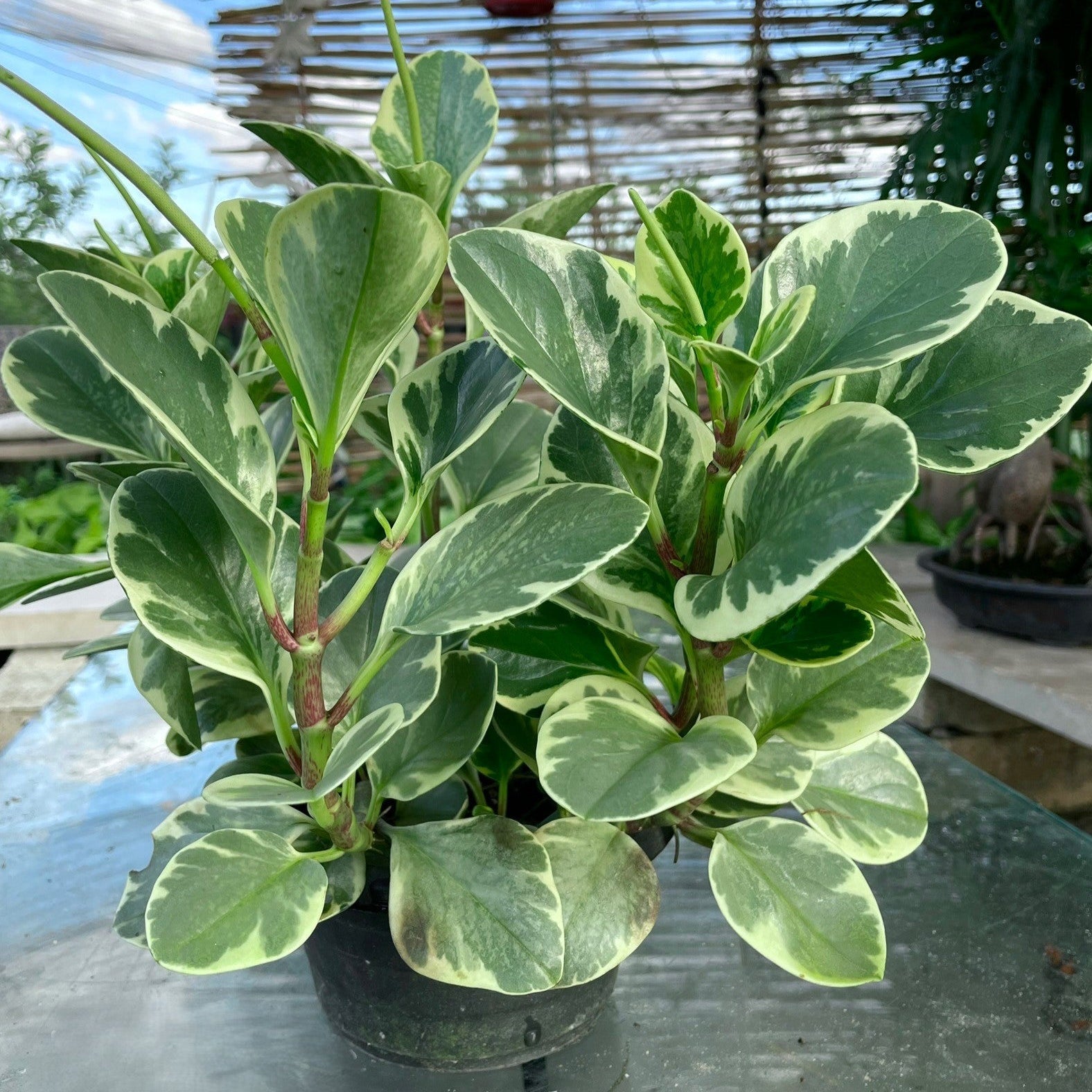 Baby rubber - ببروميا ابيض - Green Mist