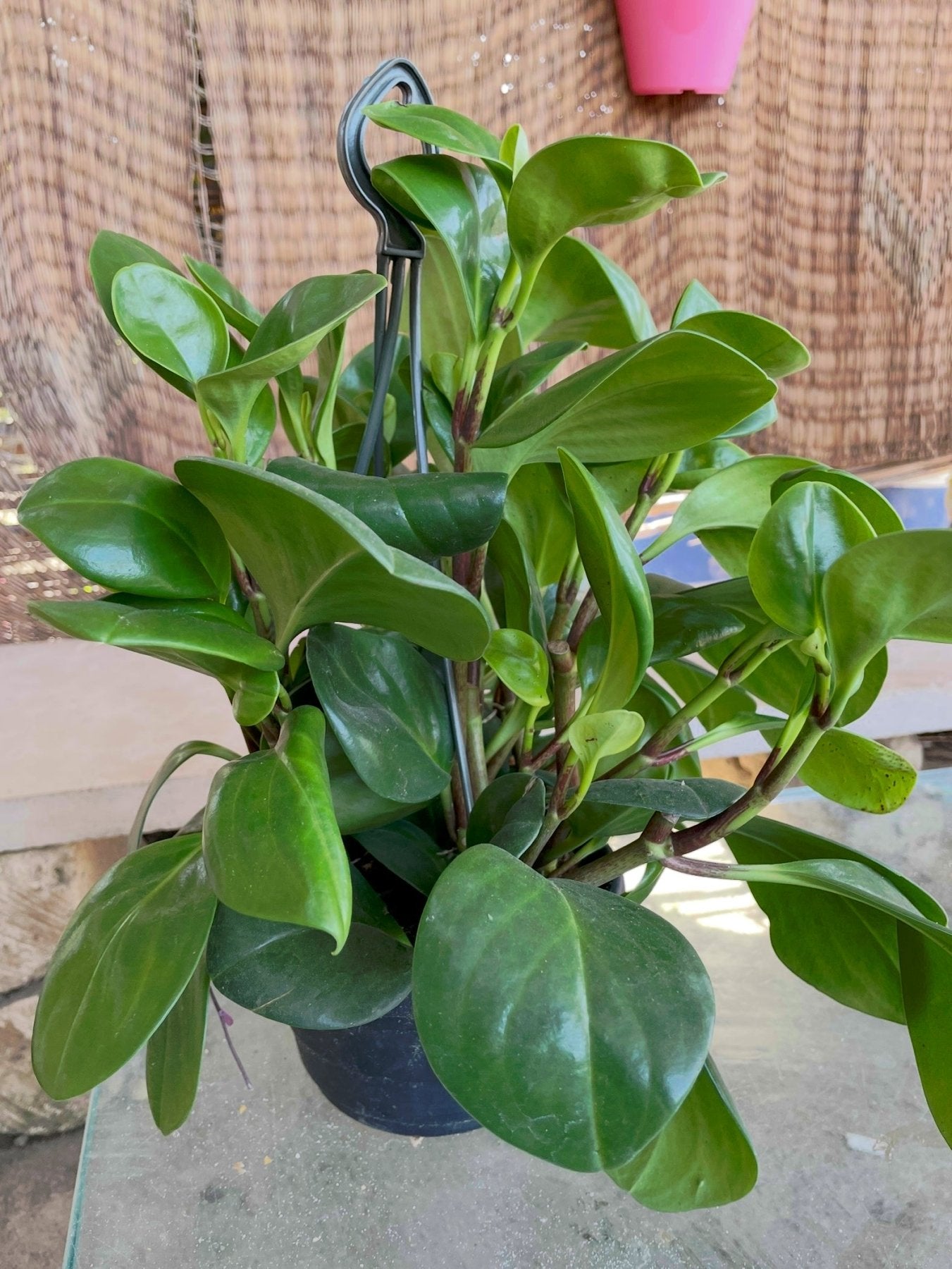 Baby rubber - ببروميا اخضر - Green Mist