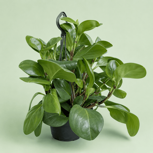 Baby rubber- ببروميا اخضر - Green Mist