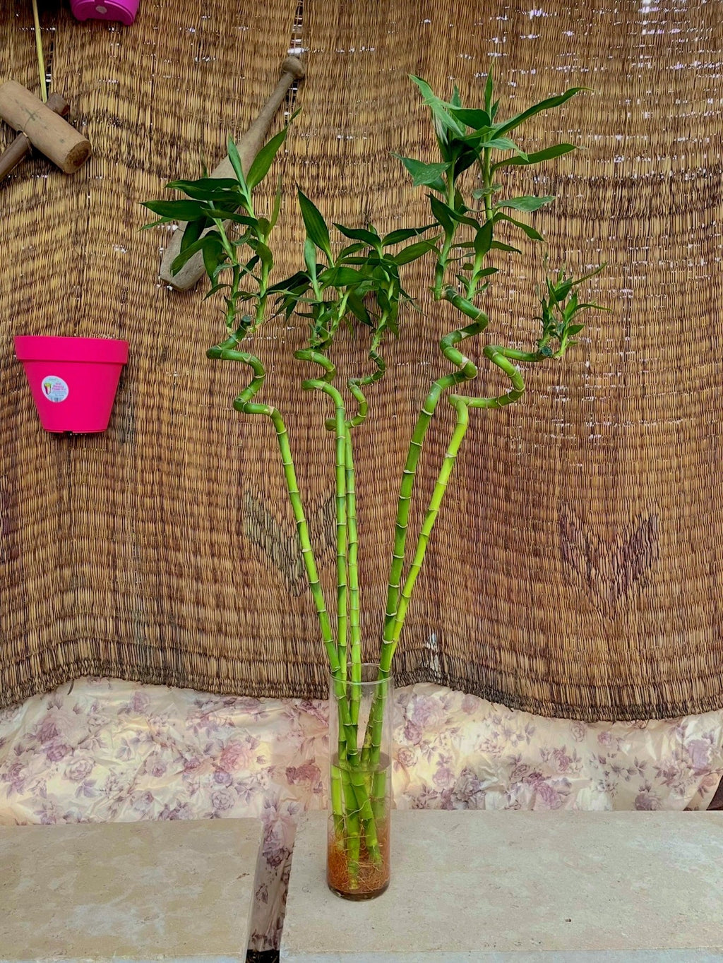 Bamboo - بامبو مائي - Green Mist