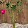 Bamboo - بامبو مائي - Green Mist