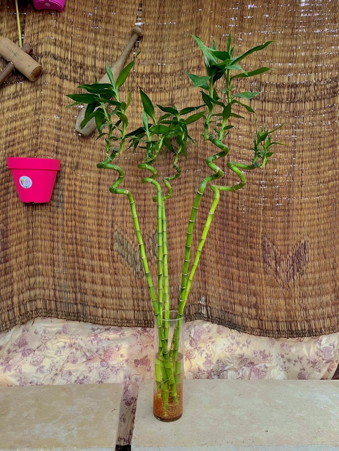 Bamboo - بامبو مائي - Green Mist