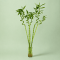 Bamboo - بامبو مائي - Green Mist