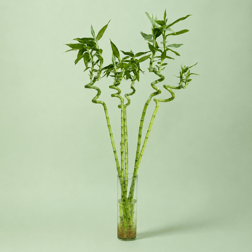 Bamboo - بامبو مائي - Green Mist