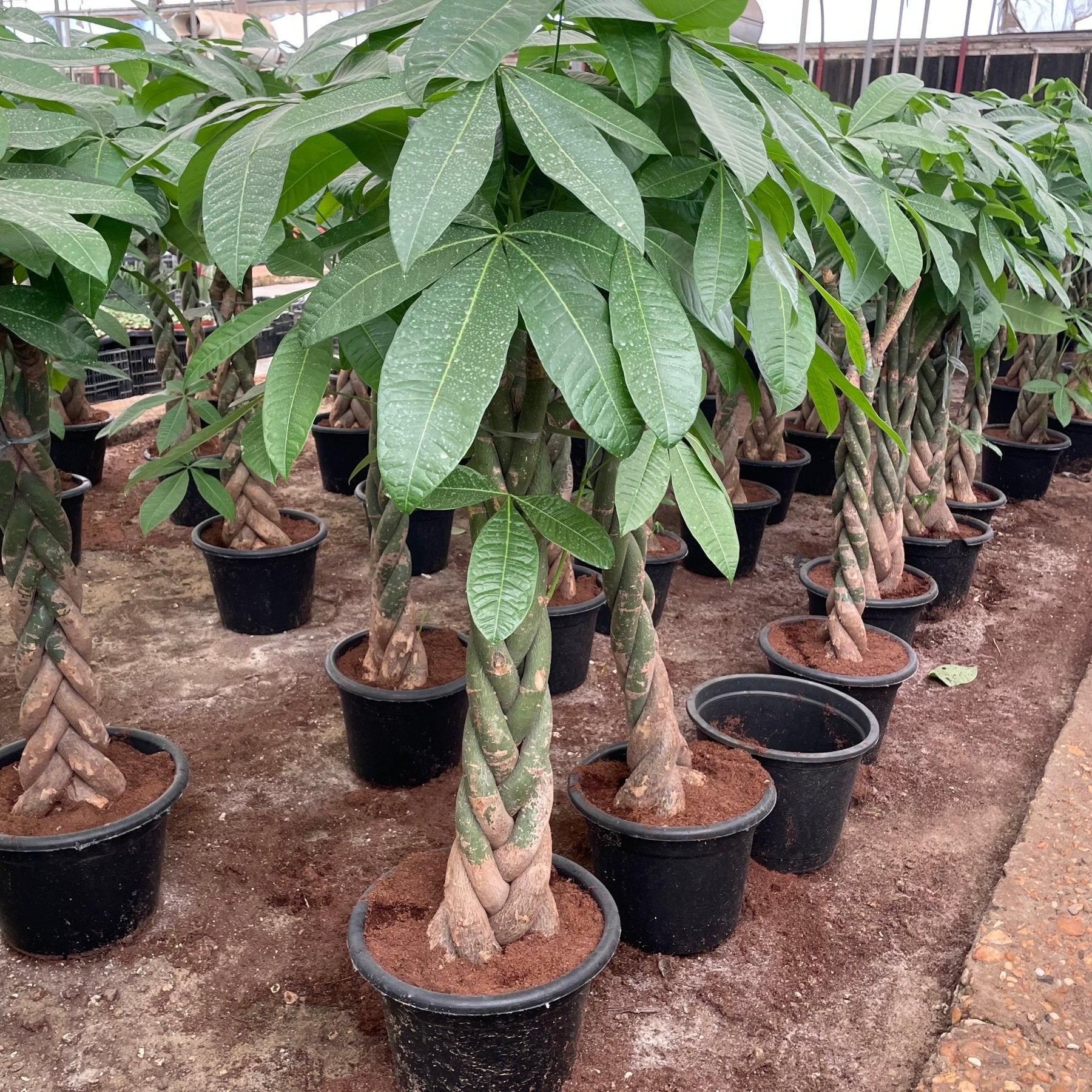 Bashira tree - شجرة باشيرا - Green Mist