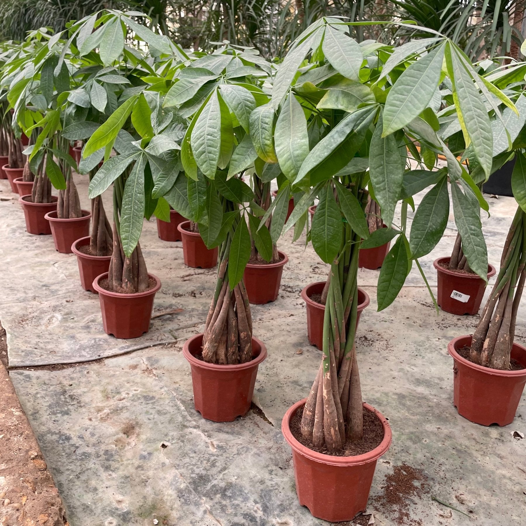 Bashira tree - شجرة باشيرا - Green Mist
