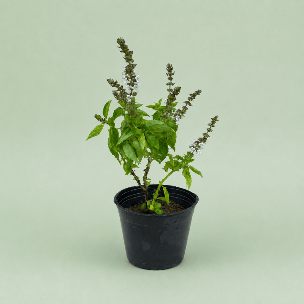 Basil - ريحان - Green Mist
