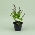 Basil - ريحان - Green Mist