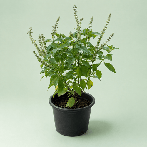 Basil - ريحان - Green Mist