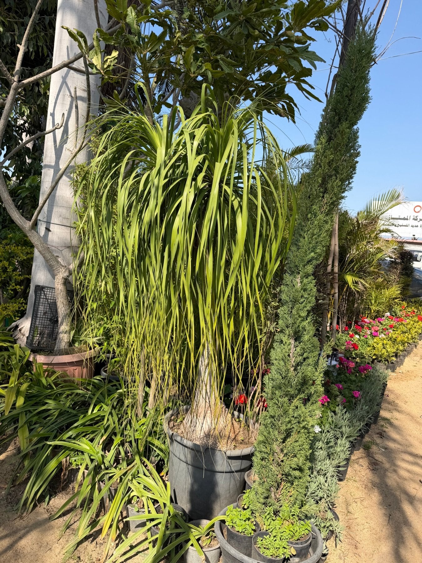 Beaucarnea - Green Mist