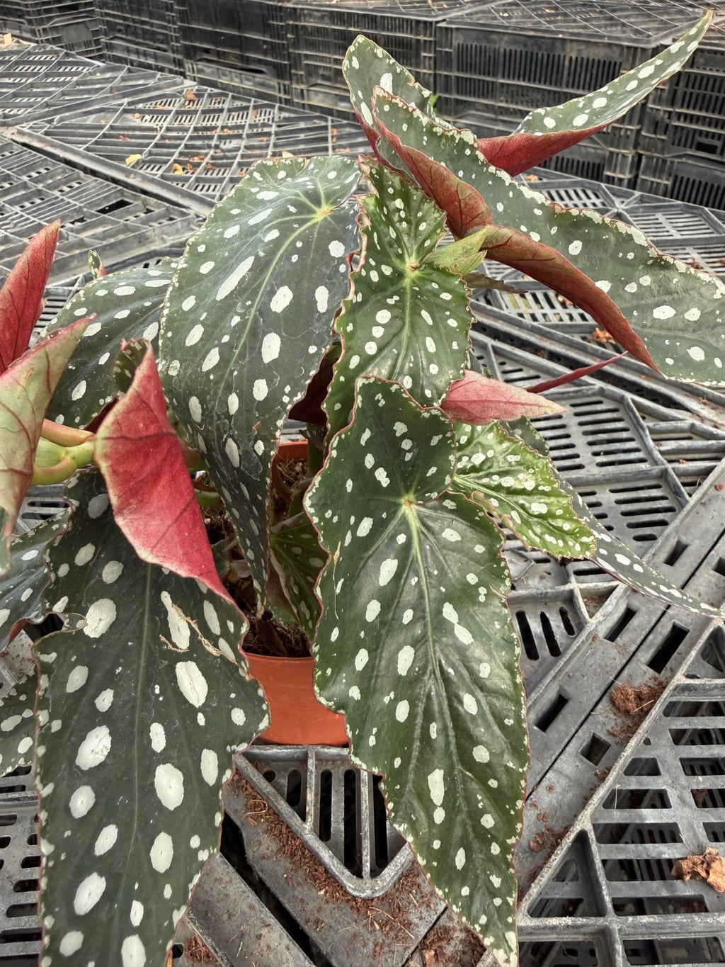 Begonia Maculata - بيجونيا ماكيولاتا - Green Mist