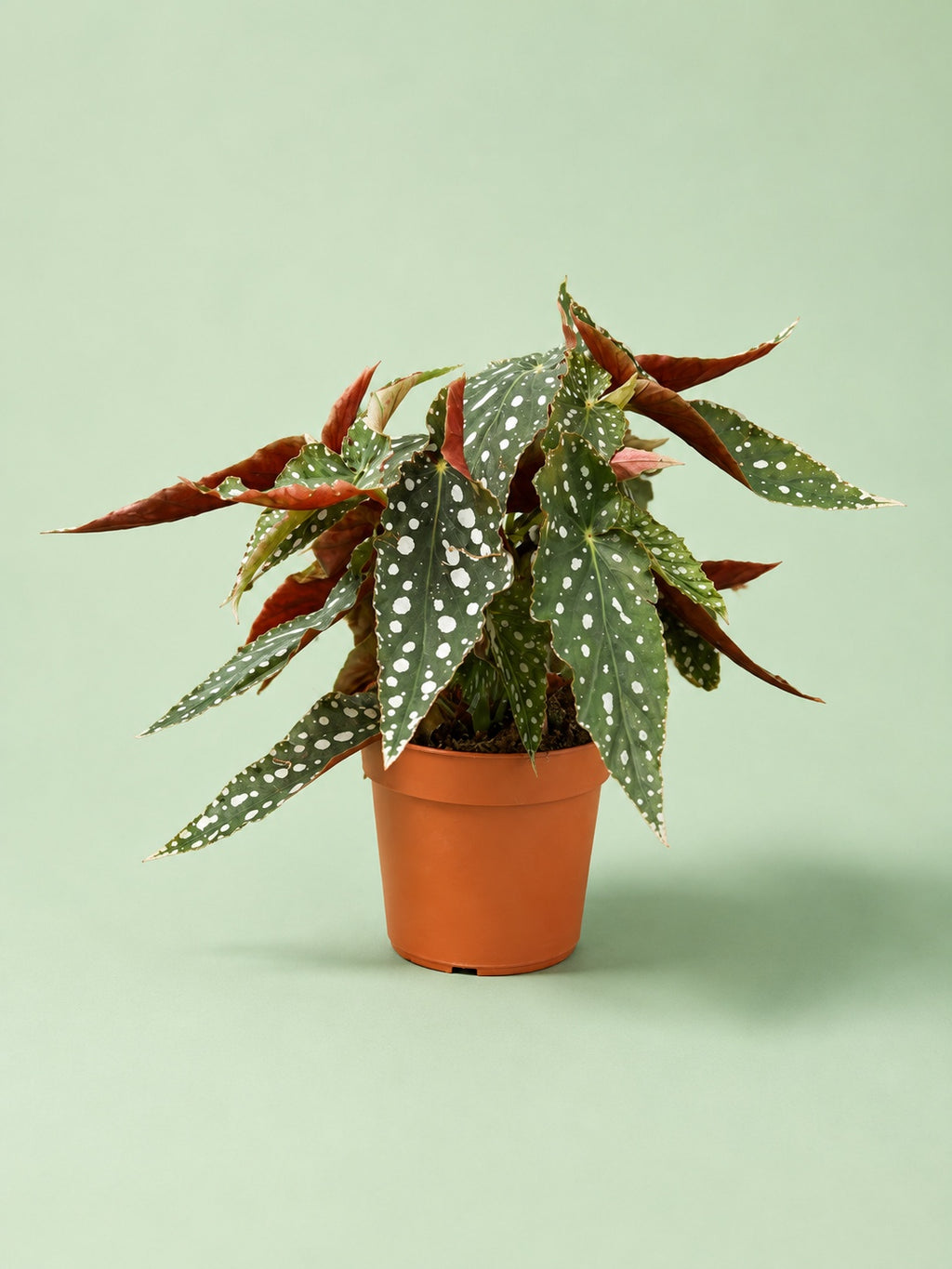 Begonia Maculata - Green Mist
