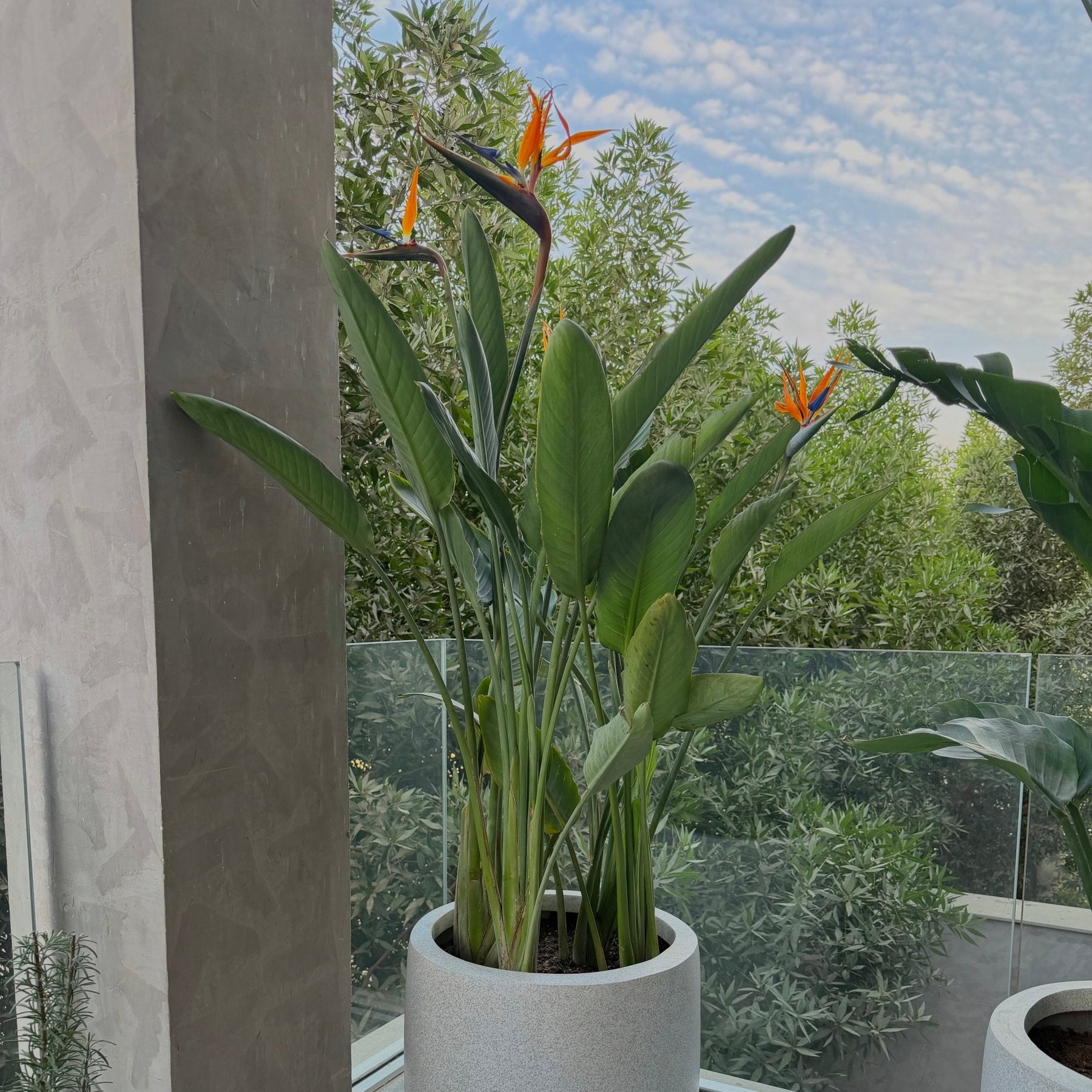 Bird Of Paradise - Green Mist