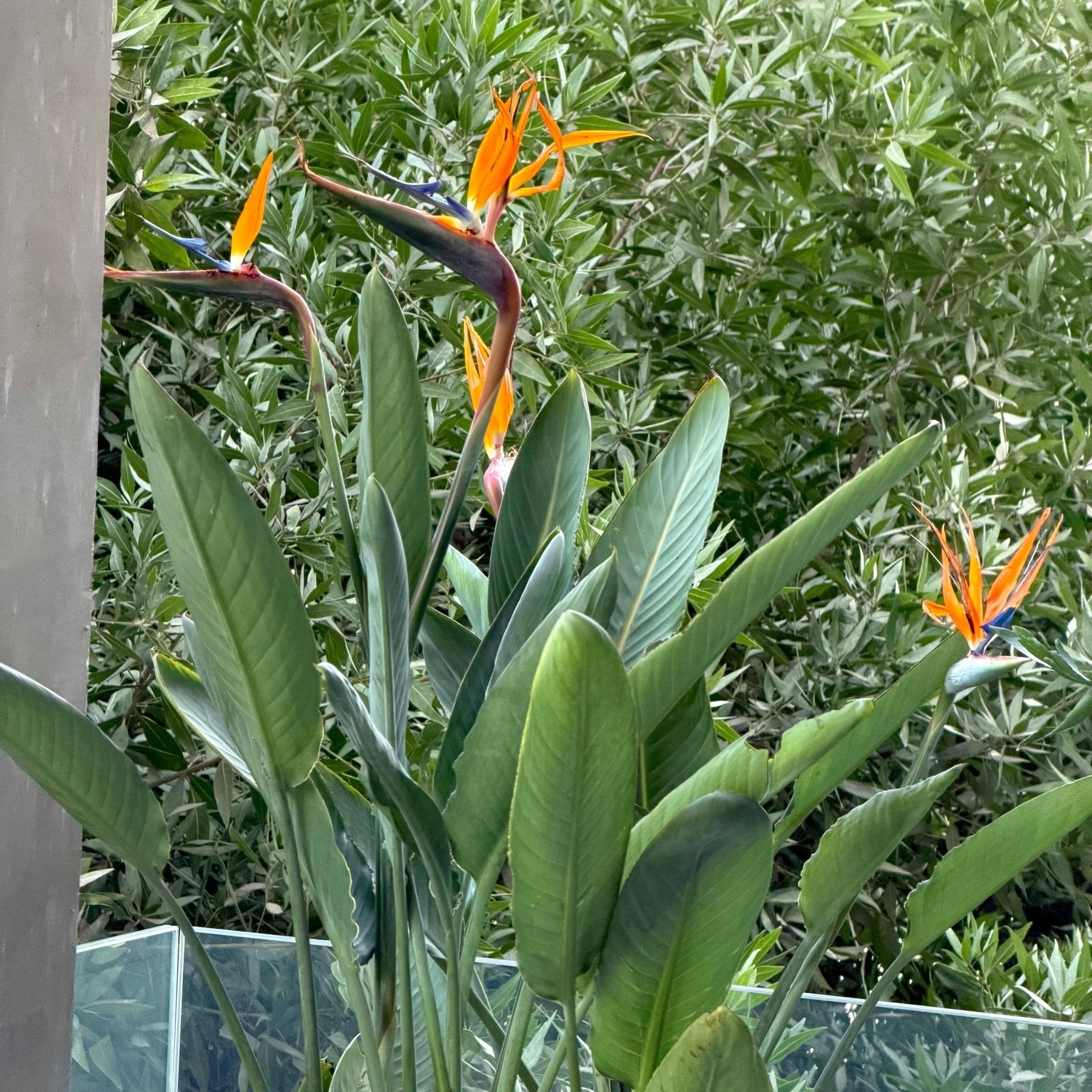 Bird Of Paradise - Green Mist