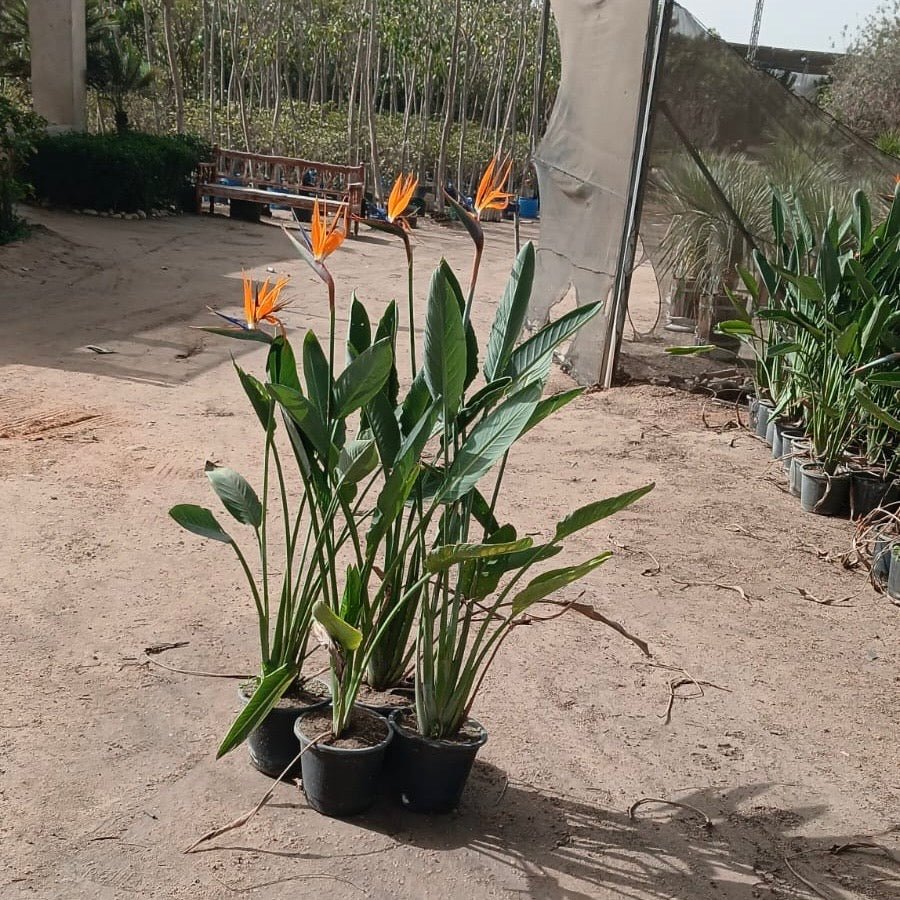 Bird Of Paradise - Green Mist