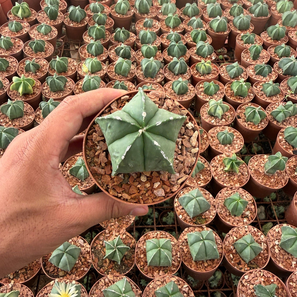 Bishop's Cap - Green Mist