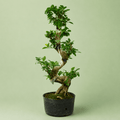 Bonsai S - بونساي اس - Green Mist