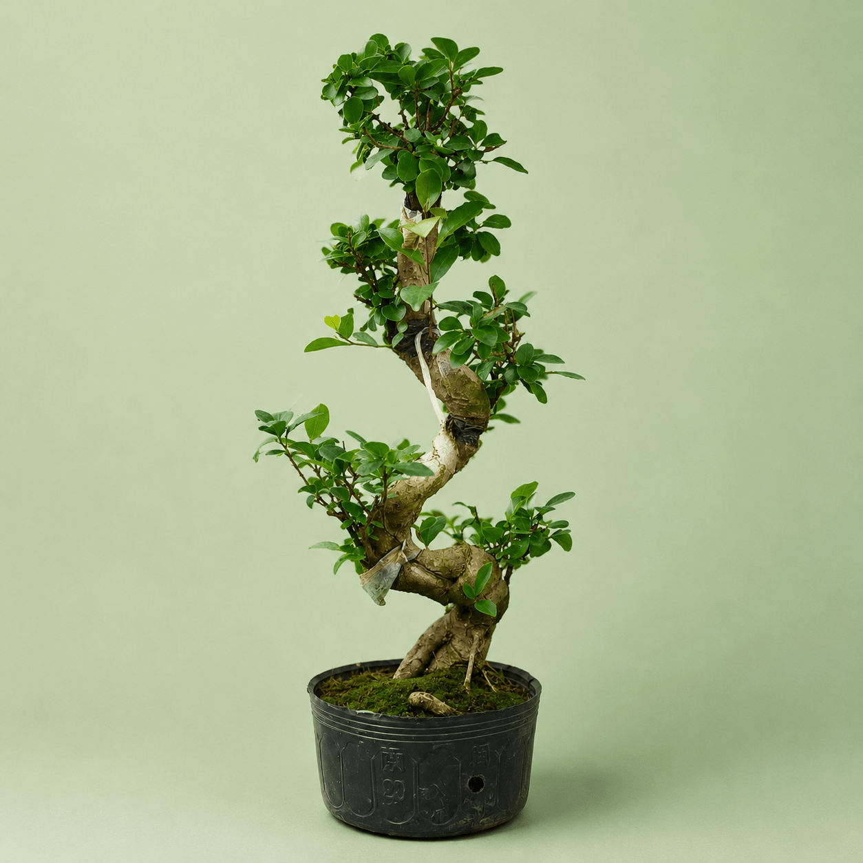 Bonsai S - بونساي اس - Green Mist