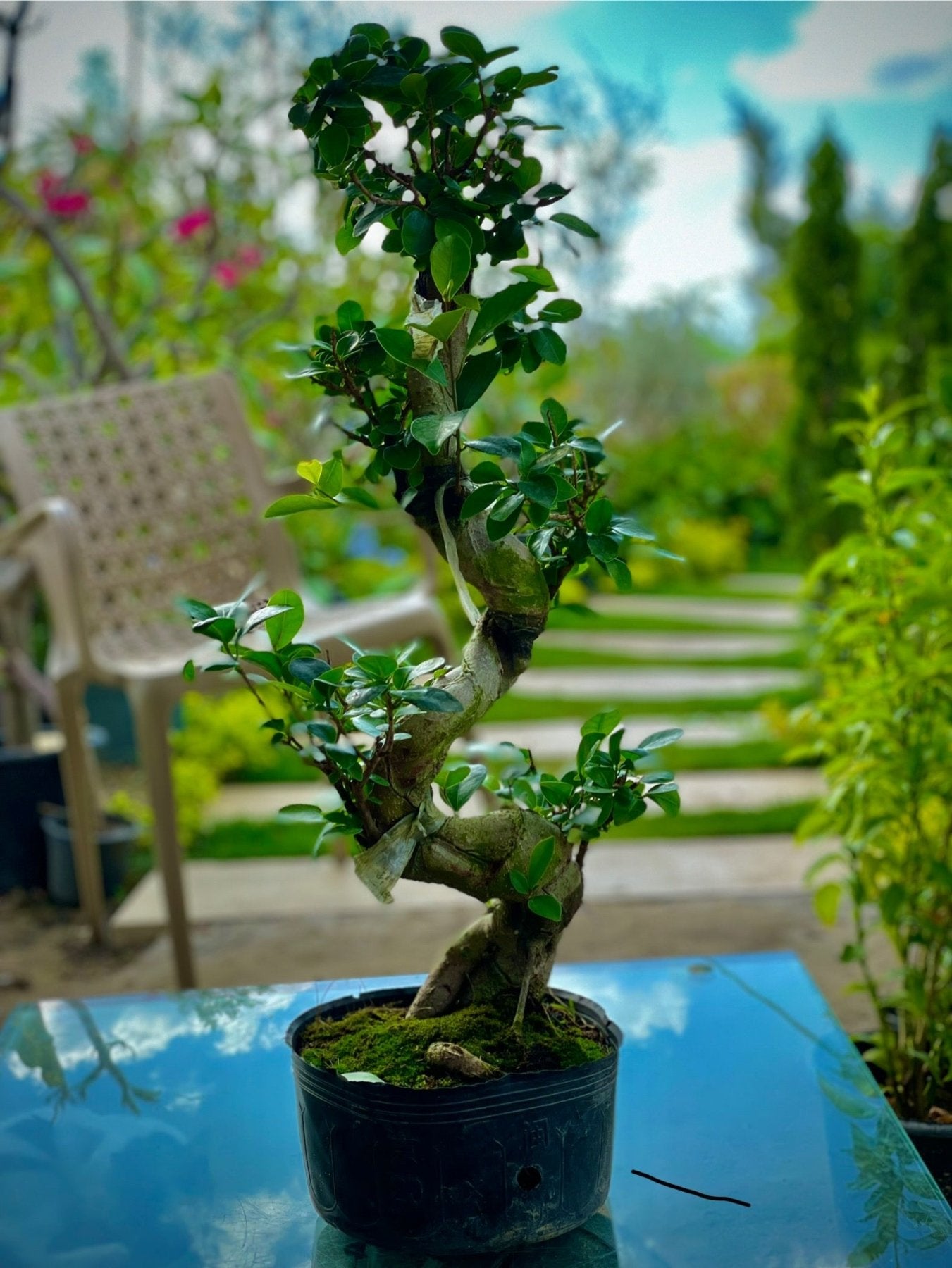 Bonsai S - بونساي اس - Green Mist
