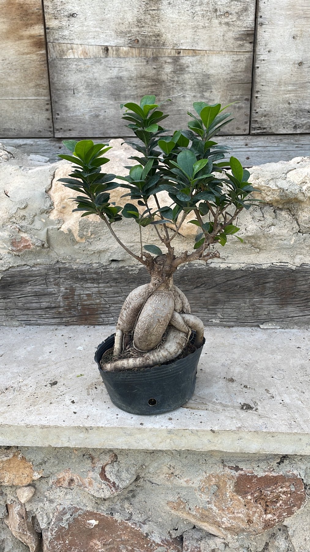 Bonsai Tree - شجرة بونساي - Green Mist