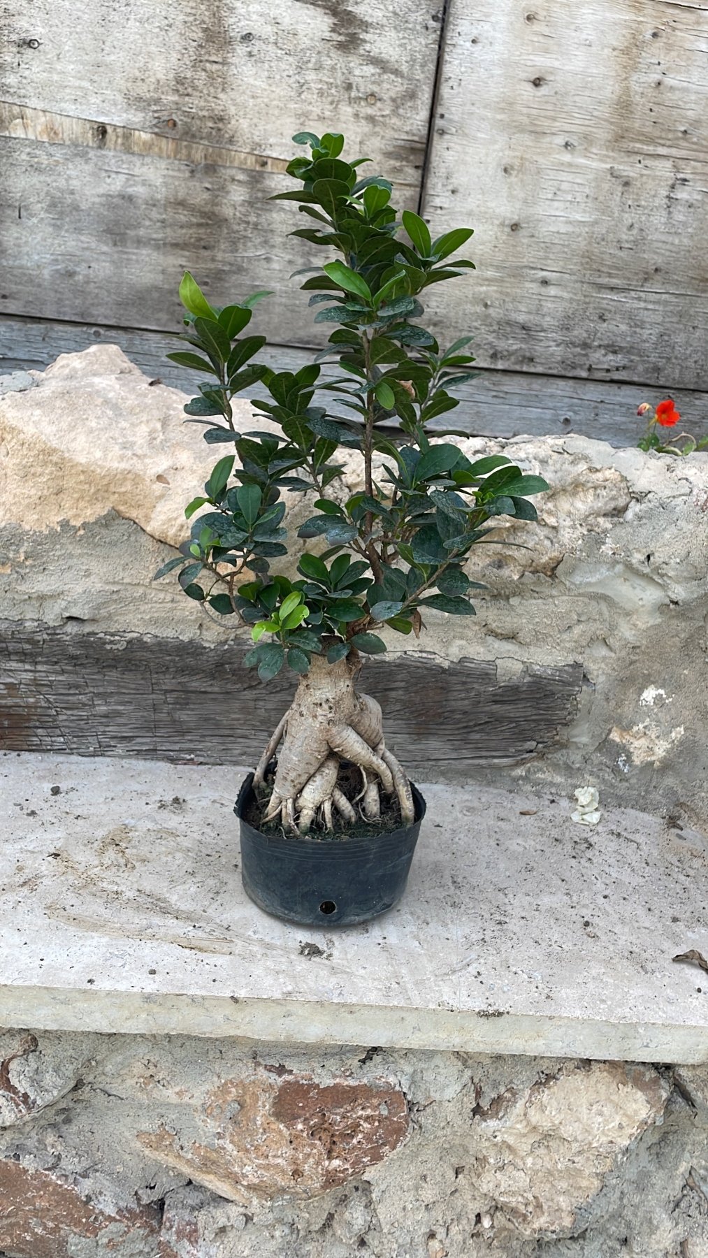 Bonsai Tree - شجرة بونساي - Green Mist