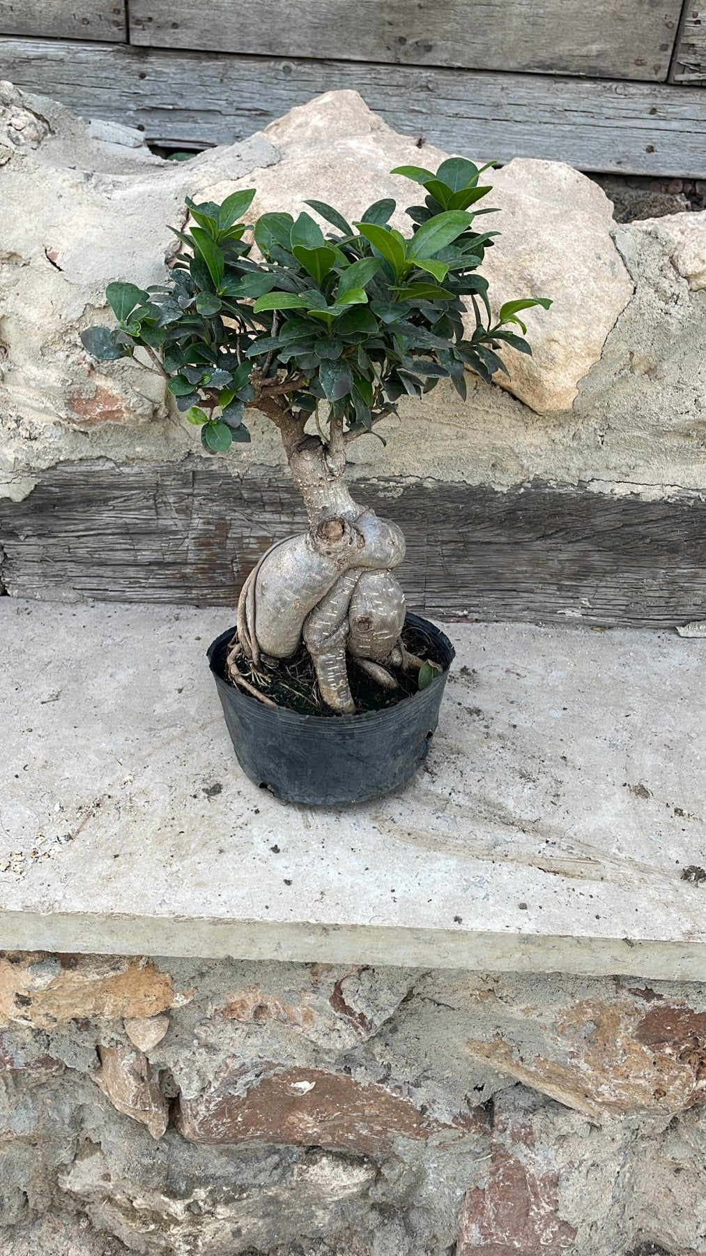 Bonsai Tree - شجرة بونساي - Green Mist