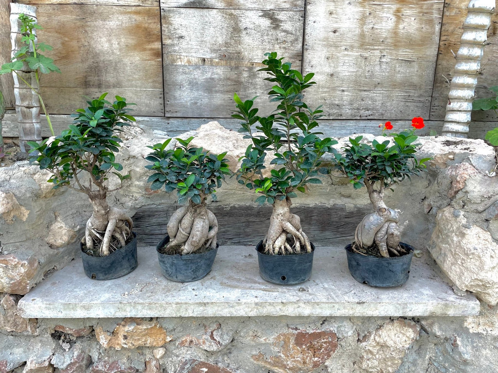 Bonsai Tree - شجرة بونساي - Green Mist