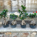 Bonsai Tree - شجرة بونساي - Green Mist