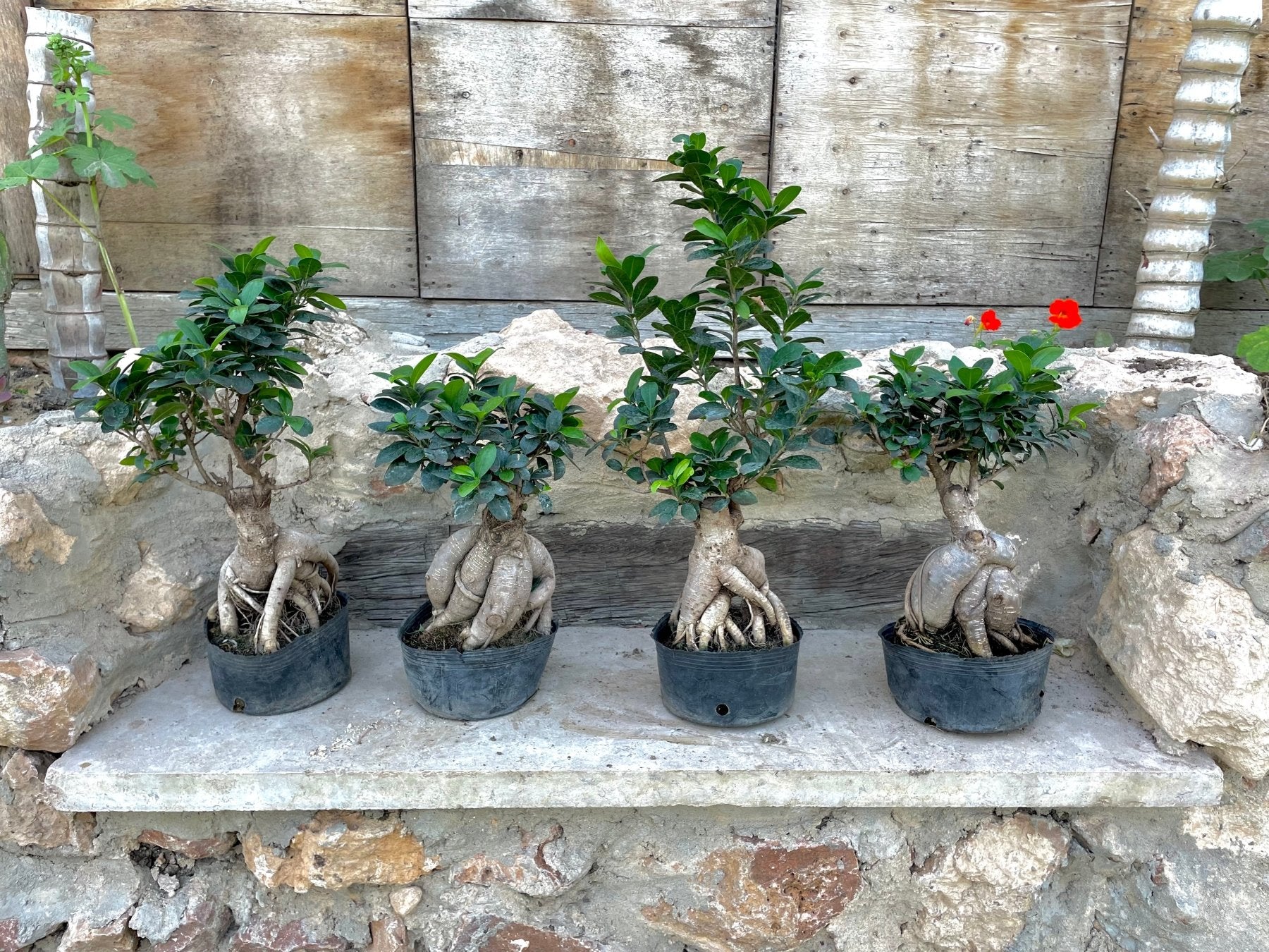 Bonsai Tree - شجرة بونساي - Green Mist