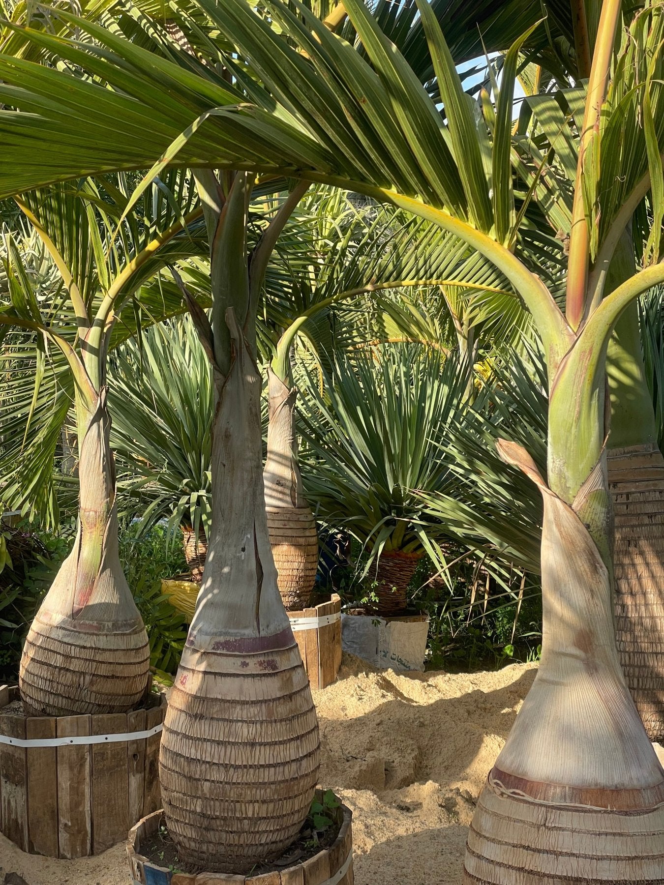 Bottle Palm - Green Mist