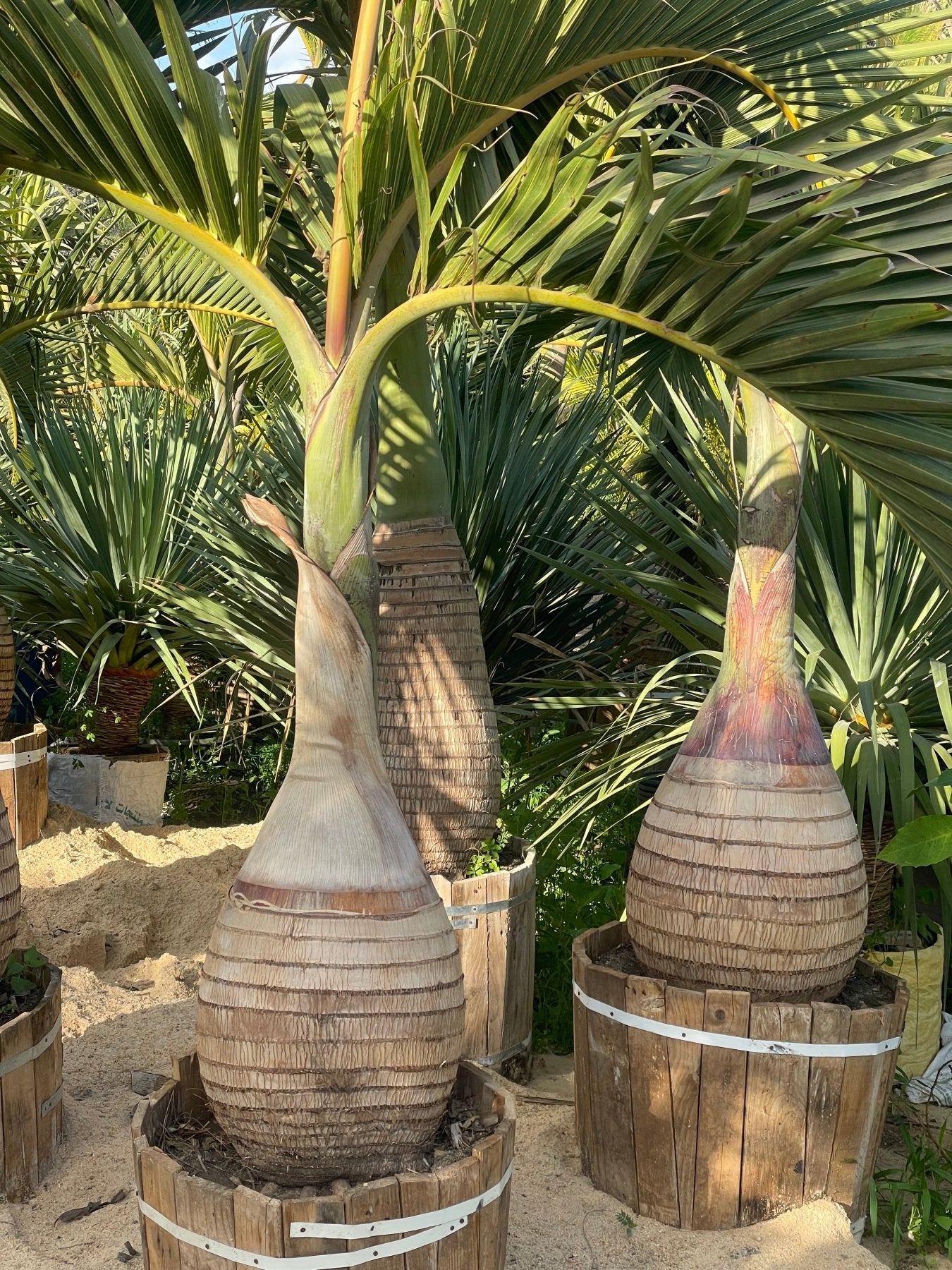 Bottle Palm - Green Mist