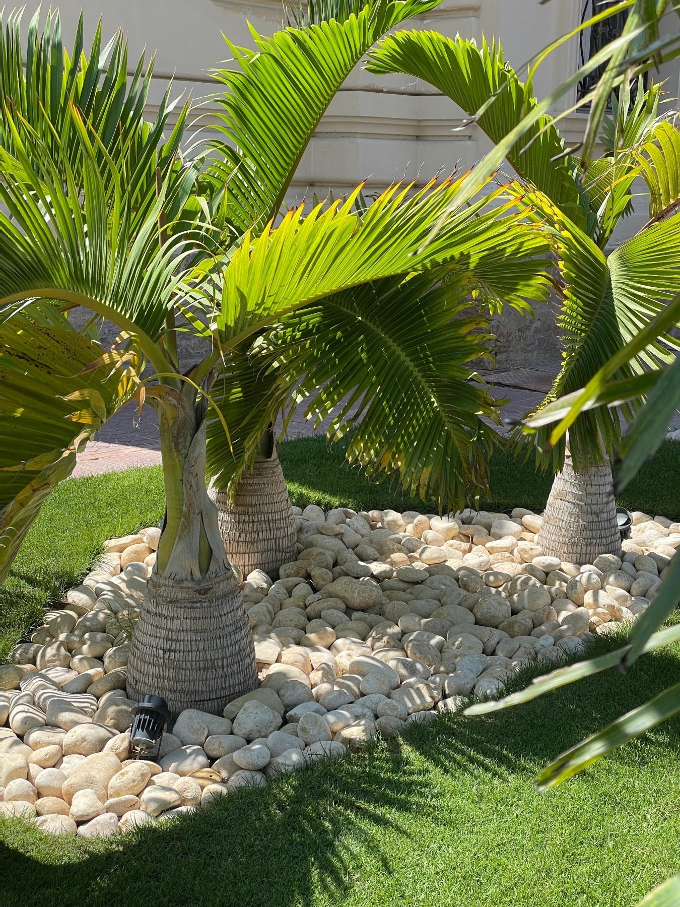 Bottle Palm - Green Mist