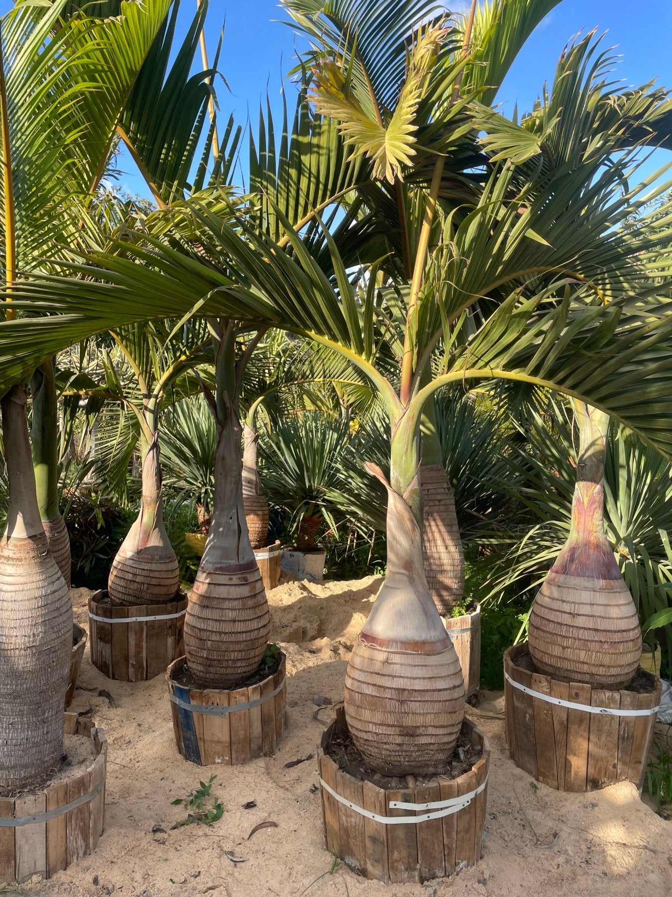 Bottle Palm - Green Mist