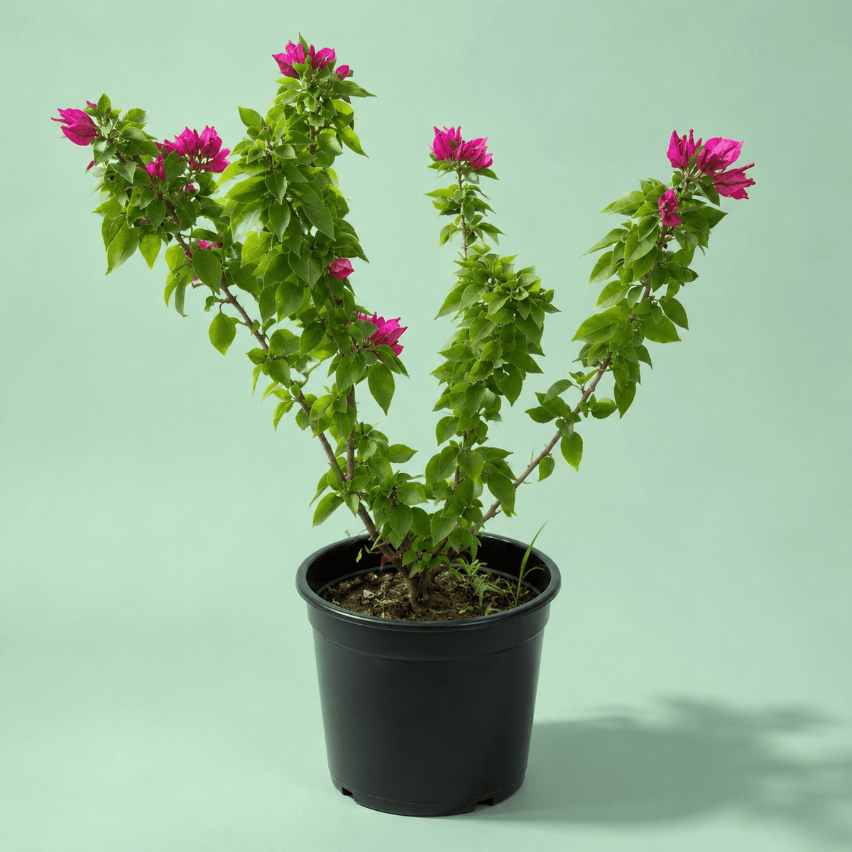 Bougainvillea - جهنمية كومباكتا - Green Mist