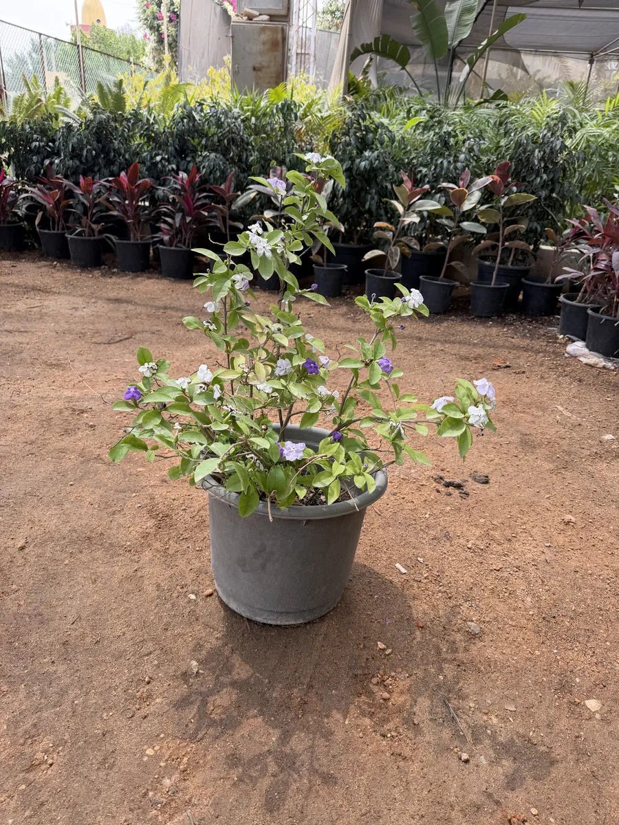 Brunfelsia - برونفليسيا - Green Mist