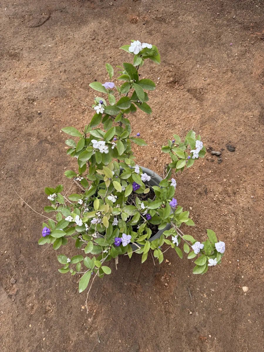 Brunfelsia - برونفليسيا - Green Mist