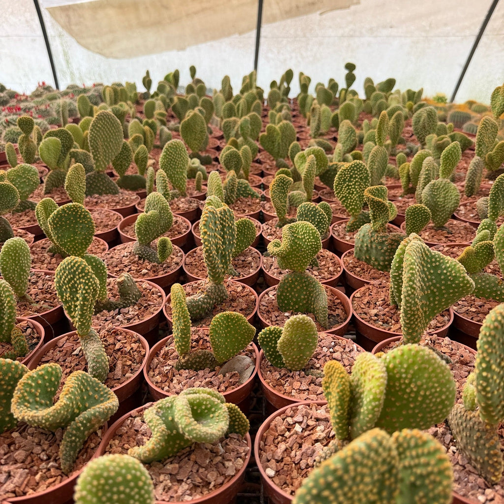 Bunny Ears Cactus - Green Mist