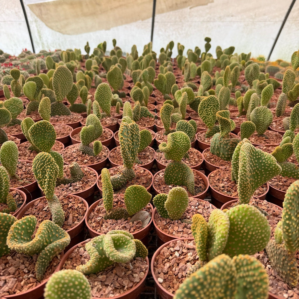 Bunny Ears Cactus - Green Mist