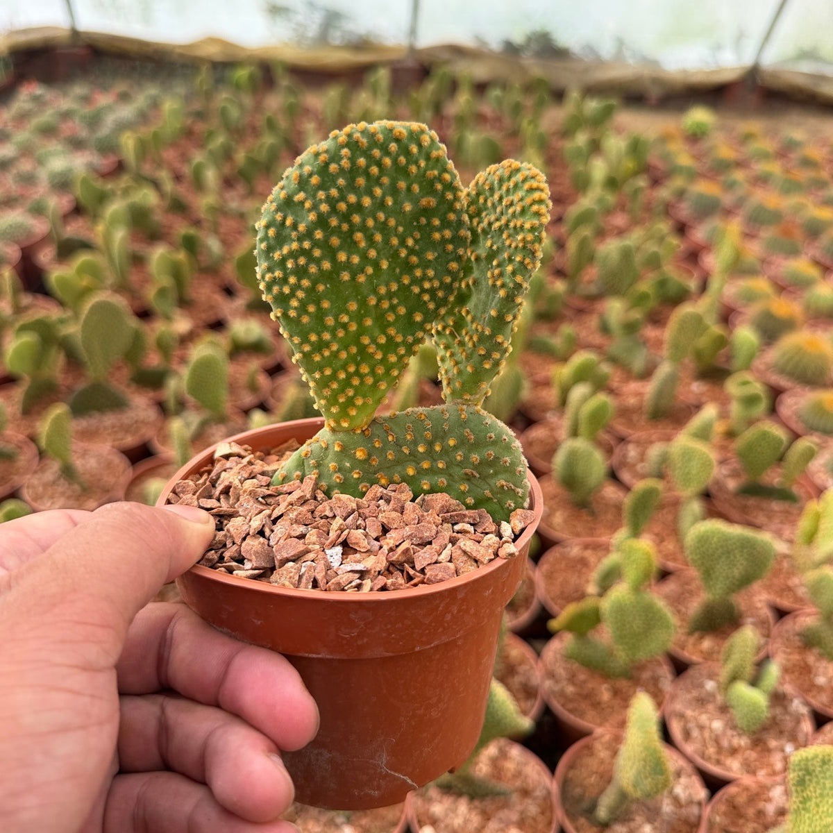 Bunny Ears Cactus - Green Mist