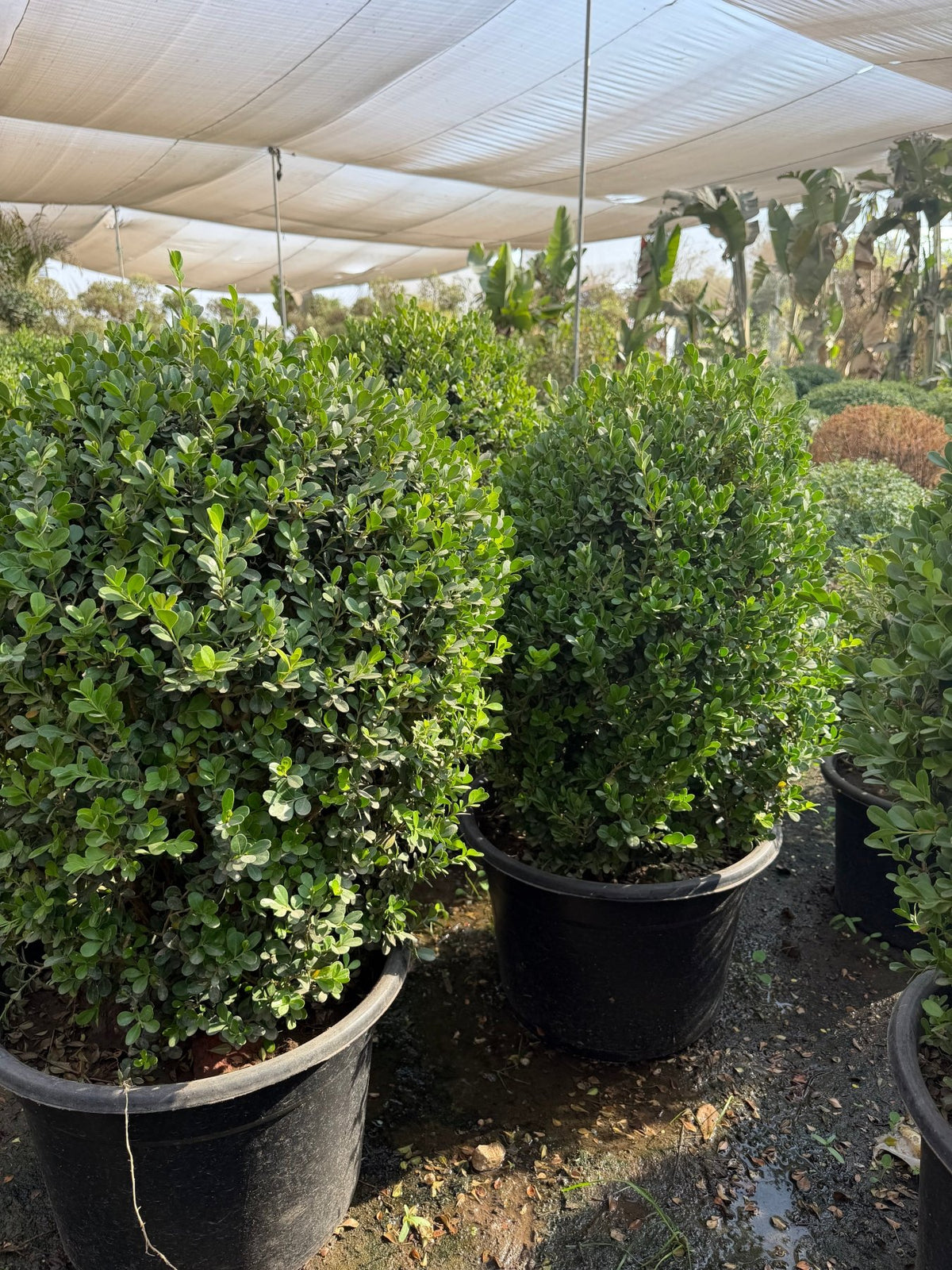 Buxus - Green Mist