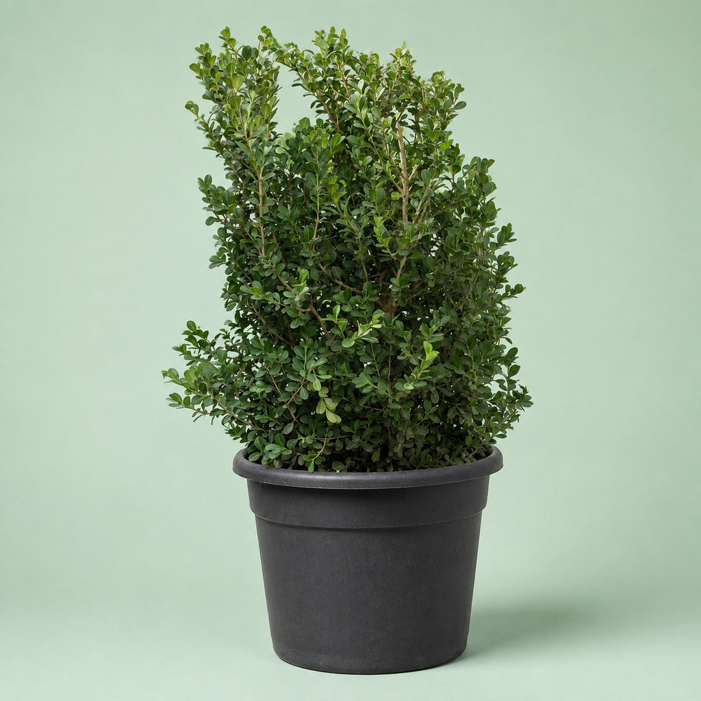 Buxus Boxwood plant